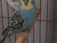 Yavru Ve Çok Temiz Kuşlar Ev Bakımında Büyüdü
