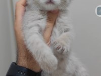 British shorthair kedisi