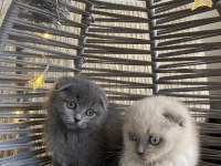ANKARA İÇİ OYUNCU BEBEK KEDİLER