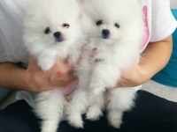 Pomeranian boo yavrularımız