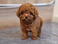 Toy poodle yavrularım orijinal