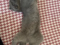 Scottish fold erkek 4 aylık