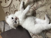 British shorthair kedimizi sahiplendirme