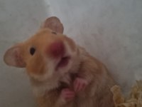 Suriye hamster acil verilecek