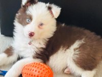 Çok iyi border collie yavruları İstanbul