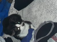 Kedimizi sahiplendirme ilgilen arasın