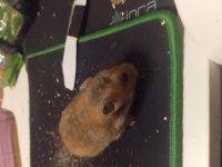 2 buçuk 3 aylık suriye hamster