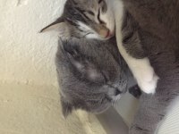2 yaşında dişi scottish fold