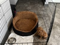 Sağlık ve ırk garantili poodle yavrularımız