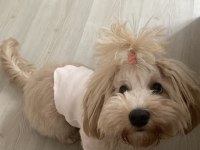 Maltipoo Köpeği