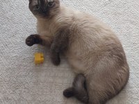 1 yaşında british shorthair cinsi kedimiz ACİL