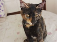 ÇOK ACİL YUVA 6 KEDİYE