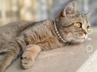 British Shorthair Yavru Kedimiz