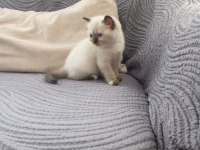 British shorthair point bebekler