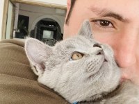 Sahiplendirme british shorthair