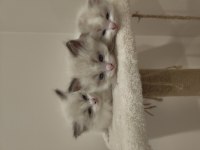 Blue Bicolor Ragdoll Yavrular - Henüz 1 aylık