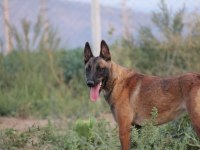 FCI A Şecere Malinois