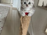 british shorthair bebeğimiz sahiplendirilecektir.