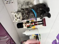British Scottish Fold Bebekler