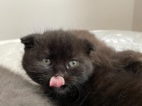 Siyah scottish fold