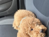 Toy poodle 2 numara aşılı