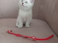 50 Günlük British Shorthair Dişi Yavru