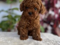 Red brown kore kan erkek poodle