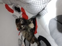 Yavru scottish fold kediler acil mama karşılığıda olur