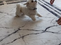 Maltese terrier 1,5 yaşında