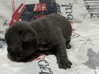 Harika Blue Fransız bulldog bebekler
