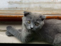 Scottish fold gri 3 aylık