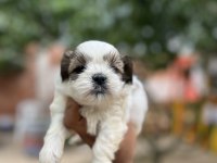 Shih tzu yavrularımız
