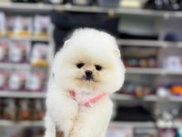 Yavru Pomeranian Boolar