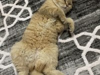 British shorthair beş aylık dişi