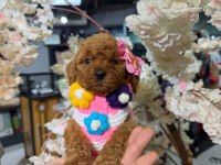 Toy Garantili Poodle Bebekler