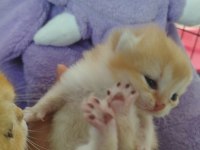 A kalite full şecereli golden ny12 british shorthair