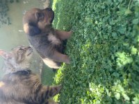 40 günlük yavru köpekler 2 dişi 1 erkek