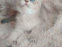 Fıstık british shorthair oğlum