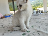 British shorthair silver point