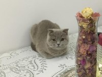 Oldukça uysal scottish fold kızandadır