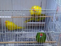 Kakariki Papağanı 6 Aylık