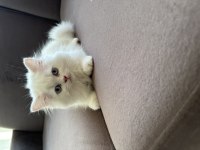 Antalya içi sahiplendirilecek british longhair