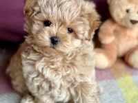 SEVİMLİ MALTİPOO YAVRULARI