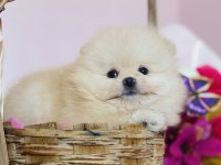 Ayı Surat Pomeranian Yavrular