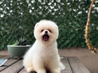 Yavru Pomeranian Boo Köpeklerimiz