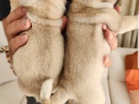 Muhteşem safkan pug yavruları