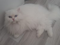 Chinchilla kedimiz bellaya erkek damat adayı arıyoruz
