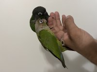 Muhteşem bebek konur papağanları
