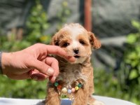 Sevimli maltipoo yavrular Red Brown