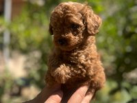 Toy Poodle yavrular
